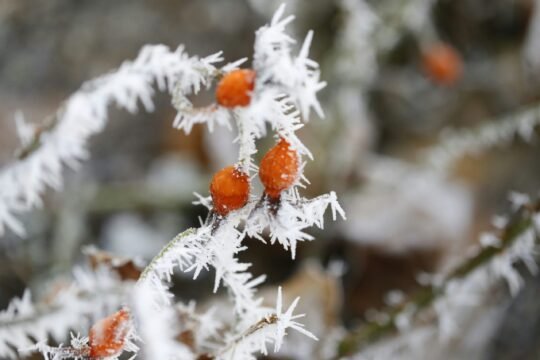 orange bug on white tree during daytime