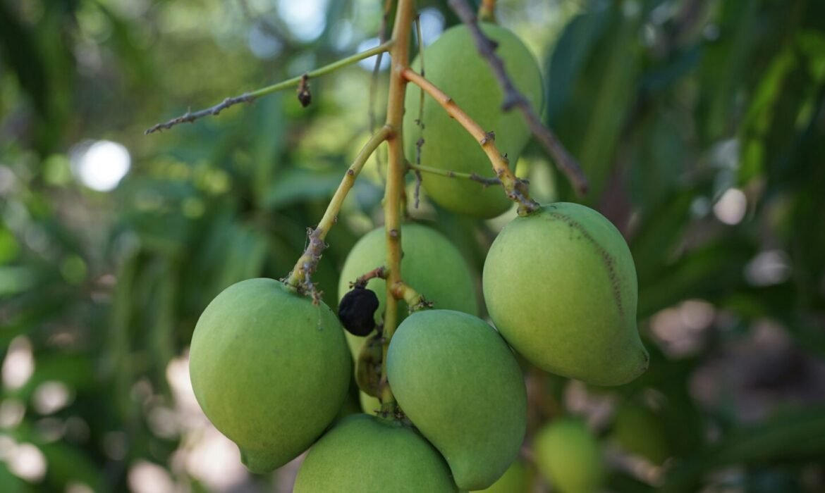 a bunch of green fruit hanging from a tree