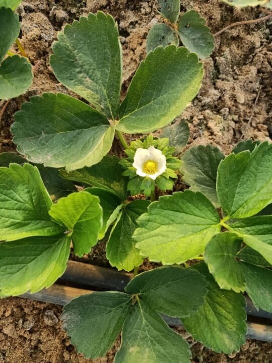 Countdown to Strawberry Season: What to Expect from Green Nile