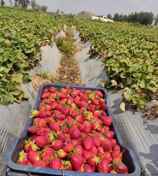 The Incredible Journey of IQF Strawberries: From Farm Fresh to Freezer Perfect!