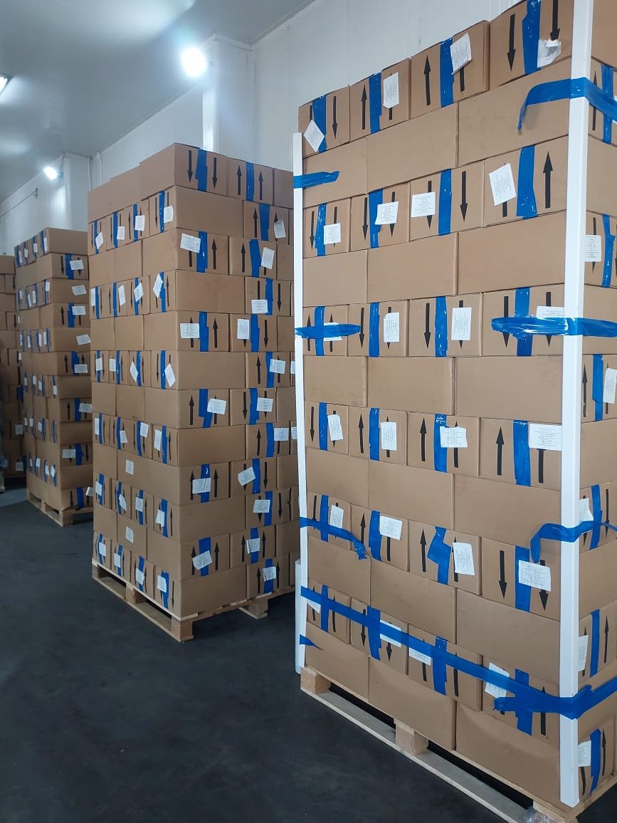 Green Nile Exports Frozen Mango, Strawberry & Guava to Dubai – Our Latest Milestone